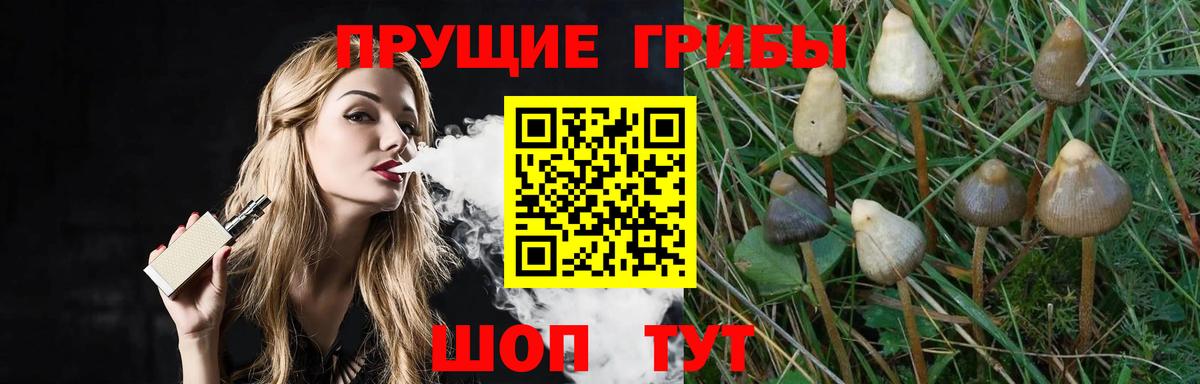 Псилоцибиновые грибы Psilocybe Сафоново
